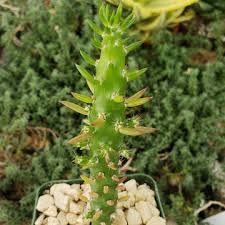 Image result for Austrocylindropuntia
