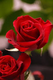 Dozen Red Roses Order Roses Rose Colors Rose Meanings Buy Roses Beautiful Rose Flowers Ordering Roses Rose Meaning