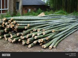 Bamboo fencing prices bamboo fencing india bamboo fencing ideas free standing. Fresh Green Bamboo Cut Image Photo Free Trial Bigstock