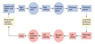 Try to follow the pathway of blood shown in figure 1.4. 6 Blood Flow Through The Heart 19 Download Scientific Diagram