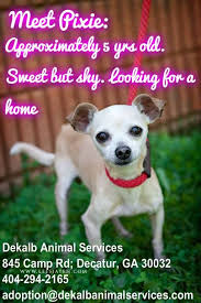 4874 s atlanta rd se, atlanta, ga 30339. Urgent Sweet Pixie Is At Dekalb Co Animal Svc Atlanta Ga 404 294 2165 Adoption Dekalbanimalservices Com Https Www Facebook Animals Dekalb I Love Dogs