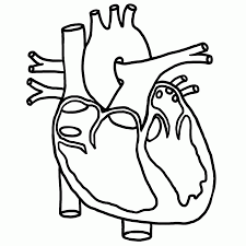 Shereen lehman, ms, is a healthcare journalist and fact checker. Anatomical Heart Coloring Page Coloring Home