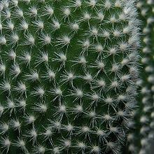 The cactus needle in the skin may cause serious injury, to remove the needle from skin use splinter. Glochid Wikipedia