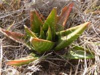 Image result for Ozoroa nitida