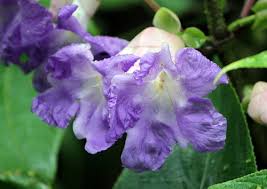 Image result for Strobilanthes hamiltoniana