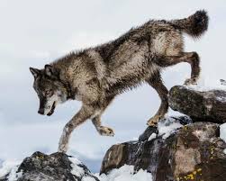 carole berry on instagram tag a good friend who would like to see this post follow us fore more repost from wolf poses wolf photography wolf dog