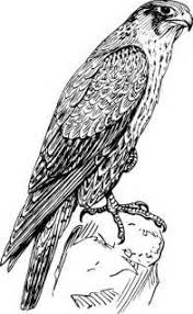 Falcon Coloring Pages Printable Sketch Coloring Page Bird Coloring Pages Peregrine Falcon Peregrine