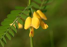 Image result for Sesbania sericea
