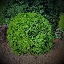 Image result for Anemopaegma chamberlainii