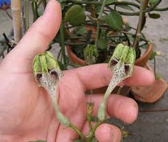 Image result for Ceropegia stenifolia