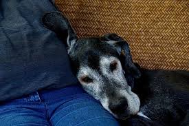 The average cost of dog euthanasia runs between $35 and $300. When Should You Put Your Pet To Sleep Cedarcrest Animal Clinic