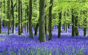 Bluebells And Beech Trees Beautiful Nature Landscape Canvas Bluebells