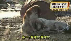 Bnpb mencatat tsunami selat sunda telah menelan korban jiwa sebanyak 429 orang (data selasa, 25 desember 2018, pukul 13.00 wib). Miss L March 2011