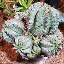 Image result for Euphorbia depauperata