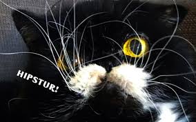 Arti dari mimpi menangkap ikan juga dapat diartikan berdasarkan tempat dimana menangkap ikan tersebut. Ini Sebab Mengapa Kucing Ada Misai Dan Fungsinya Iluminasi