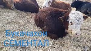 Мол бозор искра 2 кисми дустлар. Bukachahoi Furushi Semental Greford Youtube