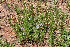 Image result for Dyschoriste albiflora