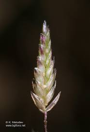 Image result for Eragrostis minor