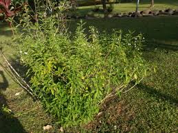 Image result for Rhinacanthus zambesiacus