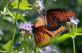 What flowers do butterflies like best. 27 Wonderful Butterfly Flowers For A Great Butterfly Garden