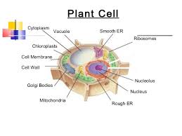 Each one of these cells can grow, reproduce, respond it is the ribosome's job to translate the ab protein recipe from dna language to protein language. Plant Animal Cells