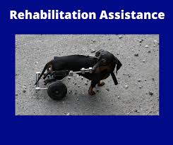 In recent years there has. Pet Care Services S G Merchandise And Services