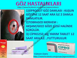 Yakup Uzun Adli Kullanicinin Kuslarin Hastaliklari Panosundaki Pin Gece