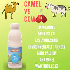 This is because camels produce a lot less milk than a cow does. Nuug Camel Milk Ar Twitter Camel Vs Cow Stay Tune