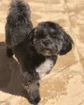 Shih-Poo Puppies For Sale - Shih-Poo Breed Info ...