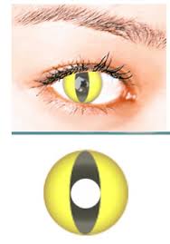 Dream eyes uv contact lenses give you incredible glowing eyes and look great in normal light too. Reviews Yellow Cat Crazy Contact Lens Pair Yc 39 99 Cheap Colored Contacts Coloured Contacts Halloween Contacts Circle Lenses