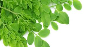 Kepala sekolah di isep murid malaysia rambut cepak. Sel Kann Ser Alah Dengan Daun Remunggai Moringa Yang Ramai Kurang Tahu Limau Madu Press
