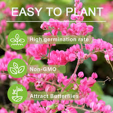 Image result for Antigonon leptopus