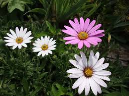 Image result for Osteospermum barberiae