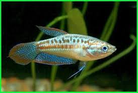 Saat ini, banyak sekali aquarium ikan hias yang dijual dengan beragam model dan material yang berkualitas. Pin On Ikan