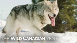 Wolf hunting opportunities exist in many european and asian countries, including spain, bulgaria, macedonia, the baltic states, and belarus, as well as russia and kazakhstan. Wolves Hunt Caribou In Quebec S Northern Forest Wild Canadian Year Youtube