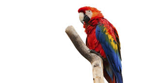 Check spelling or type a new query. Backyard Home Pet Sitting Llc