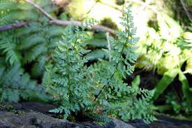 Image result for Asplenium currorii
