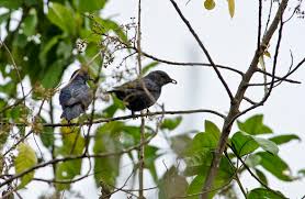 Image result for Walleria nutans