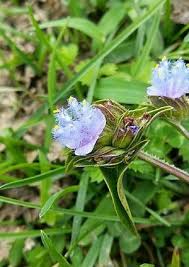 Image result for Cyanotis lanata