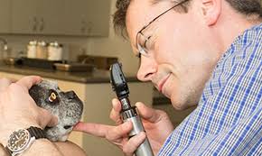 David Bergmann DVM in North Kingstown, RI