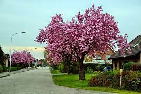 Kwanzan flowering cherry tree for sale near me. Cheap Cherry Blossom Trees Are For Sale And They Look Beautiful
