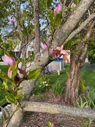 Maybe you would like to learn more about one of these? Magnolia Tree Help Please 637121 Ask Extension