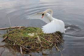 Their embryos develop inside a parent, and they receive nutrition directly from the mother. Main Difference Oviparous Vs Viviparous Animals Oviparous Animals Animals Birds