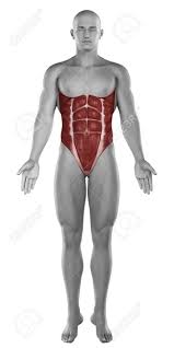 Posted on may 24, 2015 by admin. Male Abdomen Muscles Anatomy Isolated Stock Photo Picture And Royalty Free Image Image 24993635