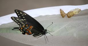 Maybe you would like to learn more about one of these? Four Butterfly Caterpillars You Can Easily Raise In North Florida