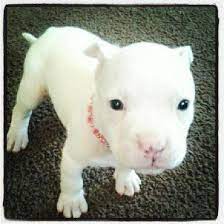 Look At This All White Pit Bull Puppy 3 Puppies Amazing Creatures Chiots Mignons Chiot Animaux Mignons