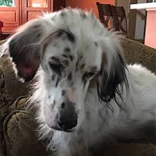 Find free puppies near me, adopt a puppy, buy puppies direct from kennel breeders and puppy owners in canada. Dog For Adoption Rocky An English Setter In Austin Tx Petfinder