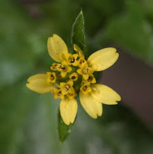 Image result for Synedrella nodiflora