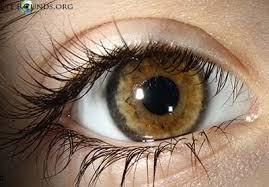 Image result for melanosis sclera