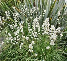 Image result for Craibia grandiflora